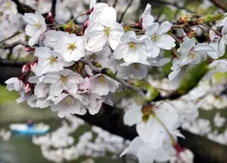 На фестивале "Японская весна" в Астане пройдет концерт "Чио-Чио-сан"