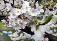 На фестивале "Японская весна" в Астане пройдет концерт "Чио-Чио-сан"