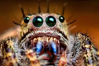 Неубиваемый паук из туалета в Австралии напугал пользователей Интернета