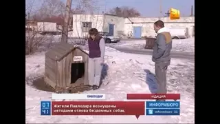 Фурманщик застрелил собаку в ее будке в Павлодаре