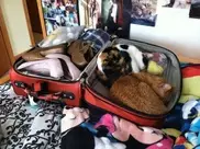 20 никогда не отстающих от хозяев животных