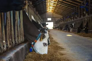 Мамытбекову пришлось пояснить слово "телочки" иностранцам