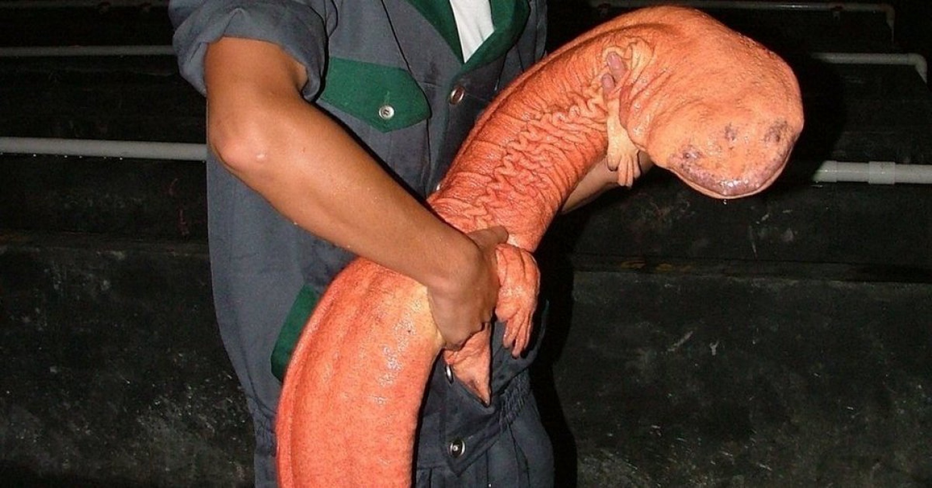 китайская гигантская саламандра фото