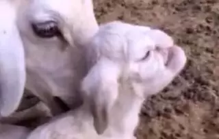 Ягненок с человеческим лицом шокировал ветеринаров