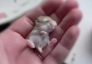 23 очаровательнейших детеныша животных