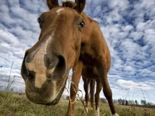 Скотокрады делали селфи на угнанных лошадях под Алматы