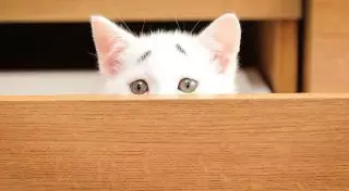 "Удивленный" котенок стал новым любимцем Интернета