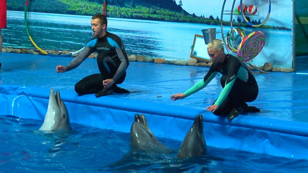 Открытие дельфинария в Алматы отметили благотворительным шоу.
Кадр с видео TengrinewsTV