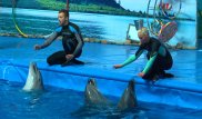 Открытие дельфинария в Алматы отметили благотворительным шоу