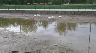 Лебеди в парке Астаны временно жили в луже