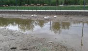 Лебеди в парке Астаны временно жили в луже