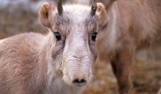 Около 100 сайгаков погибли в Костанайской области