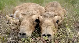 Названа причина массового падежа сайгаков в Костанайской области