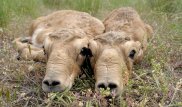 Названа причина массового падежа сайгаков в Костанайской области