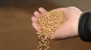 В Саудовской Аравии "распробовали" казахстанскую пшеницу