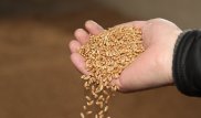 В Саудовской Аравии "распробовали" казахстанскую пшеницу