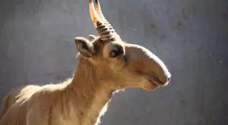 Количество погибших сайгаков в Костанайской области превысило 1000 голов