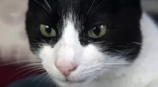 Кот Мерлин установил новый рекорд Гиннесса по громкости урчания