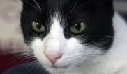 Кот Мерлин установил новый рекорд Гиннесса по громкости урчания