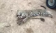 Стали известны подробности убийства леопарда в Мангистауской области