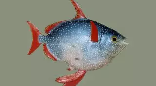 Первая в мире теплокровная рыба обнаружена учеными