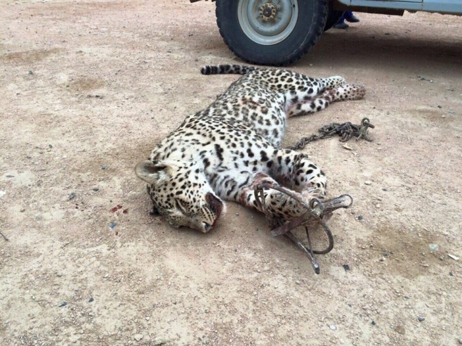 Убитый леопард. Фото из социальных сетей.