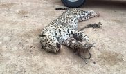 Убийцам леопарда в Мангистауской области грозит до трех лет лишения свободы