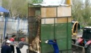 Видео транспортировки жирафа шокировало жителей Актобе