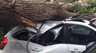40-метровый тополь рухнул на припаркованные авто в Павлодаре