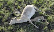 Количество погибших сайгаков в Костанайской области возросло до 10 тысяч
