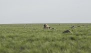 Число погибших в Костанайской области сайгаков выросло почти до 20 тысяч