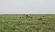 Число погибших в Костанайской области сайгаков выросло почти до 20 тысяч