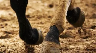 Общественники просят власти выкупить ипподром в Алматы