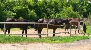 Директор ипподрома в Алматы разъяснил ситуацию с застройкой