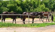 Директор ипподрома в Алматы разъяснил ситуацию с застройкой