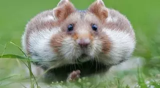 Учитель на глазах школьников убил и съел хомяка