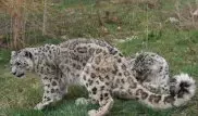 В Казахстане осталось всего 130 особей снежного барса