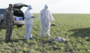Еще на 7,5 тысячи увеличилось количество погибших сайгаков в Костанайской области