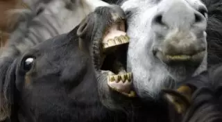 Смерть ребенка от укусов лошади расследует полиция Актобе