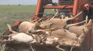 На месте массовой гибели сайгаков найден таинственный шар