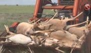 На месте массовой гибели сайгаков найден таинственный шар