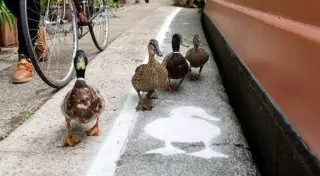 Выделенные полосы для уток появились на дорогах Британии