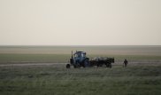 Число погибших сайгаков в Акмолинской области возросло до 2 тысяч