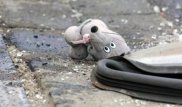 Подросток совершил угон и сбил 5-летнюю девочку в Мангистау
