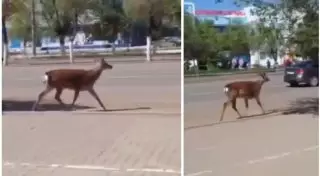 Из зоопарка в Актобе сбежал олень