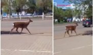 Из зоопарка в Актобе сбежал олень