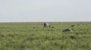 Всемирная организация здоровья животных разберется в причинах гибели сайги в Казахстане