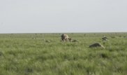 Всемирная организация здоровья животных разберется в причинах гибели сайги в Казахстане