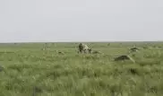 Всемирная организация здоровья животных разберется в причинах гибели сайги в Казахстане