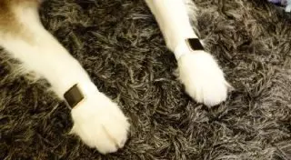 Сын китайского миллиардера купил своей собаке пару золотых Apple Watch